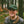 macclesfield forest cap - green corduroy limited ediçione